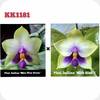 P. bellina Miro Blue Green x bellina Blue 1
